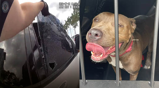 ABD’de polis, arabanın içerisinde bırakılmış köpeği camı kırarak kurtardı