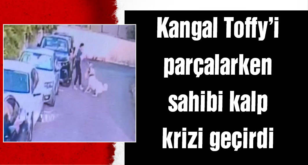 Ataşehir'de tasmasız kangal köpeğin saldırdığı köpek öldü