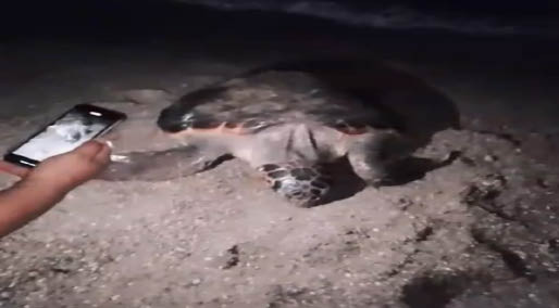 Cep telefonu ışığıyla rahatsız edilen deniz kaplumbağası, yumurta bırakmadan suya döndü