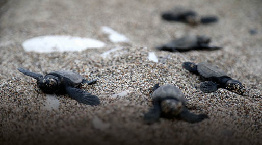 Deniz kaplumbağalarının sahilinde 30 yılın rekoruna son 6 yuva