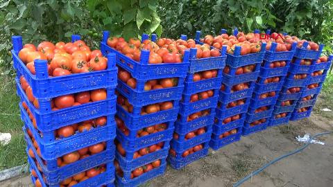 Deregümü'nde 15 bin ton domates üretimi bekleniyor