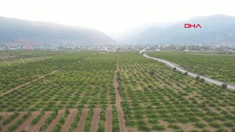 Gaziantep’te halay çekerek üzüm hasadı başlattılar