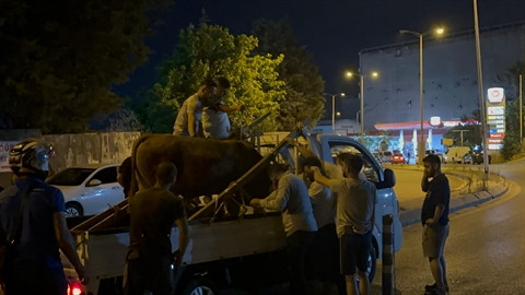 İstanbul-Ataşehir’de kaçan kurbanlık ortalığı birbirine kattı