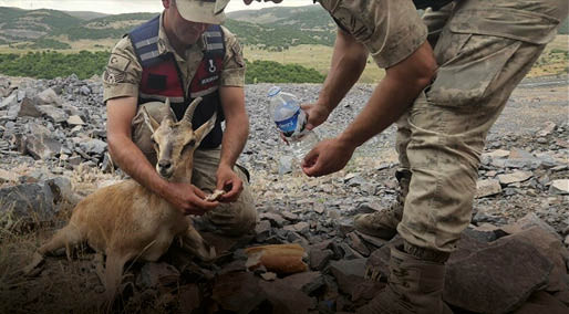Jandarmanın yaralı bulduğu dağ keçisi tedaviye alındı
