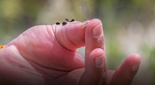 Nesli tehlikede olduğu için hatıra paralara resimleri basılan böceğin sayısında artış var