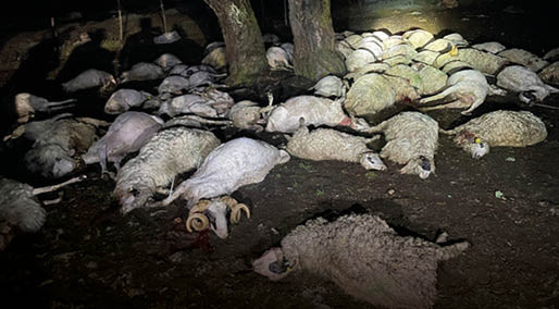 Sağanak sırasında yıldırım düştü, ağacın altındaki 76 koyun öldü